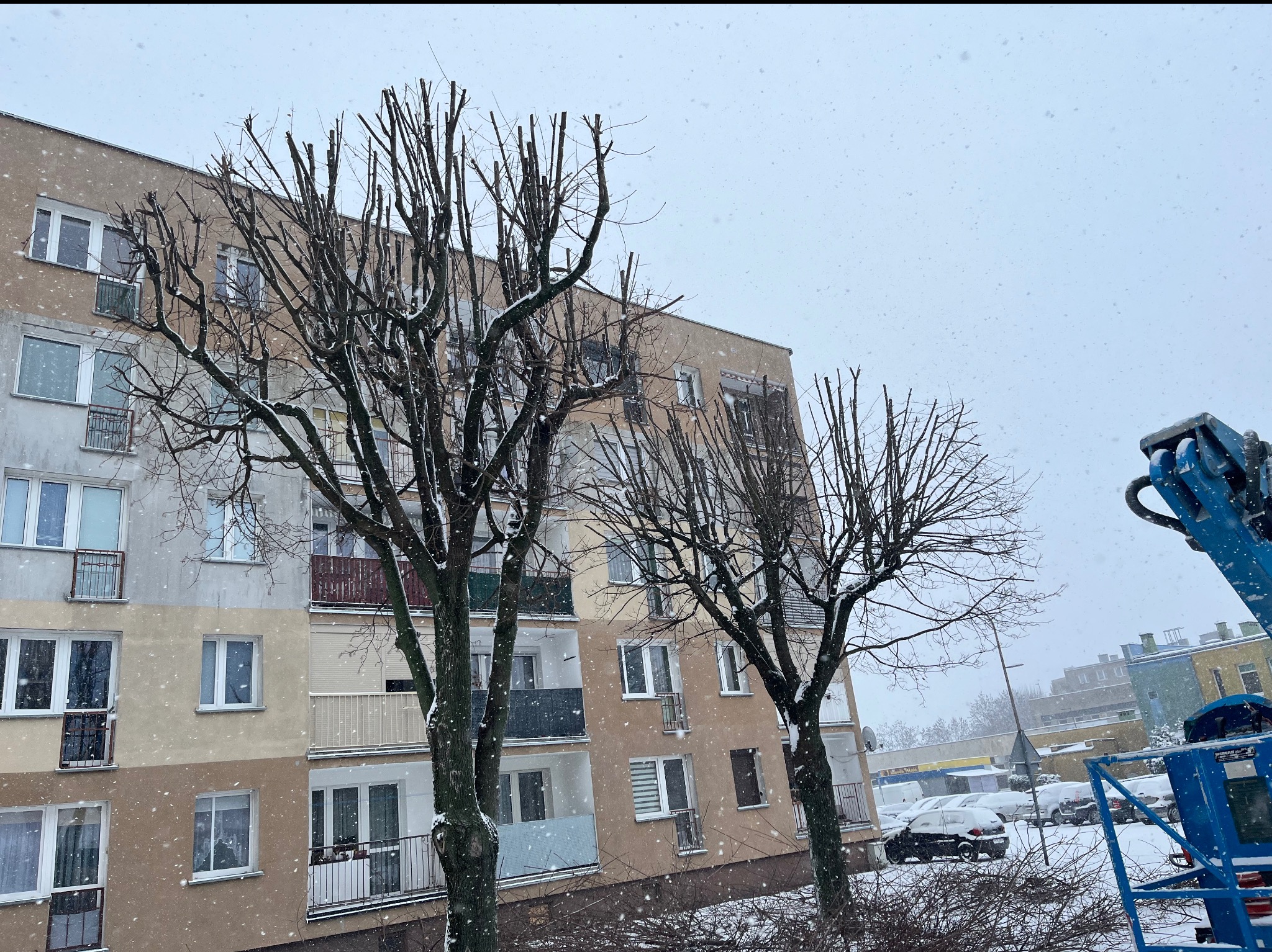 Przycięte drzewa przed blokiem mieszkalnym w zimowej scenerii. Widoczny podnośnik koszowy, sugerujący prace pielęgnacyjne. Śnieg pada, tworząc zimowy krajobraz.