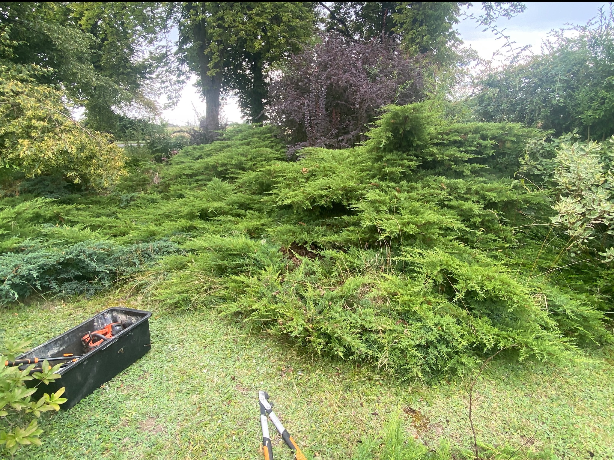 Zarośnięty ogród z narzędziami ogrodniczymi: nożyce i elektryczne nożyce do żywopłotu w czarnej skrzynce. Widok na zielone krzewy i drzewa.