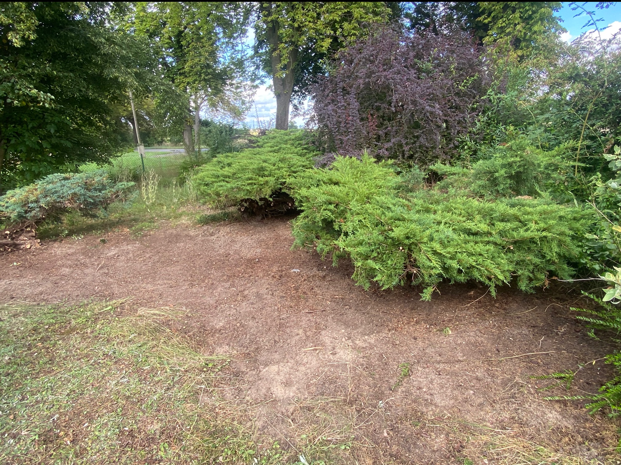 Krzewy iglaste i liściaste w ogrodzie, ziemia wokół krzewów. Widok na zieleń parkową w tle. Naturalne światło dzienne.