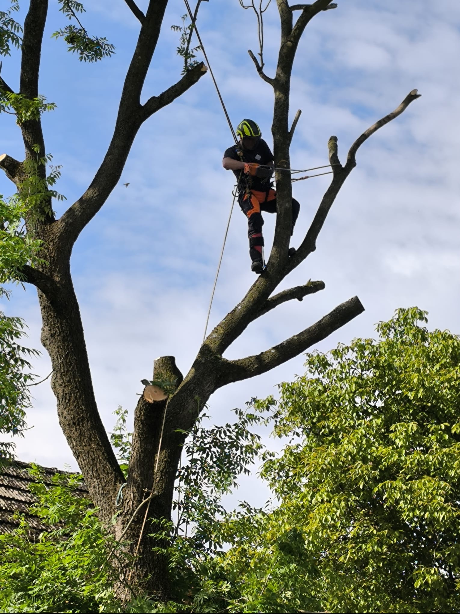 Arborysta w kasku i uprzęży, na drzewie z obciętymi gałęziami, zabezpieczony linami, na tle błękitnego nieba z chmurami. Widoczne narzędzia pracy.