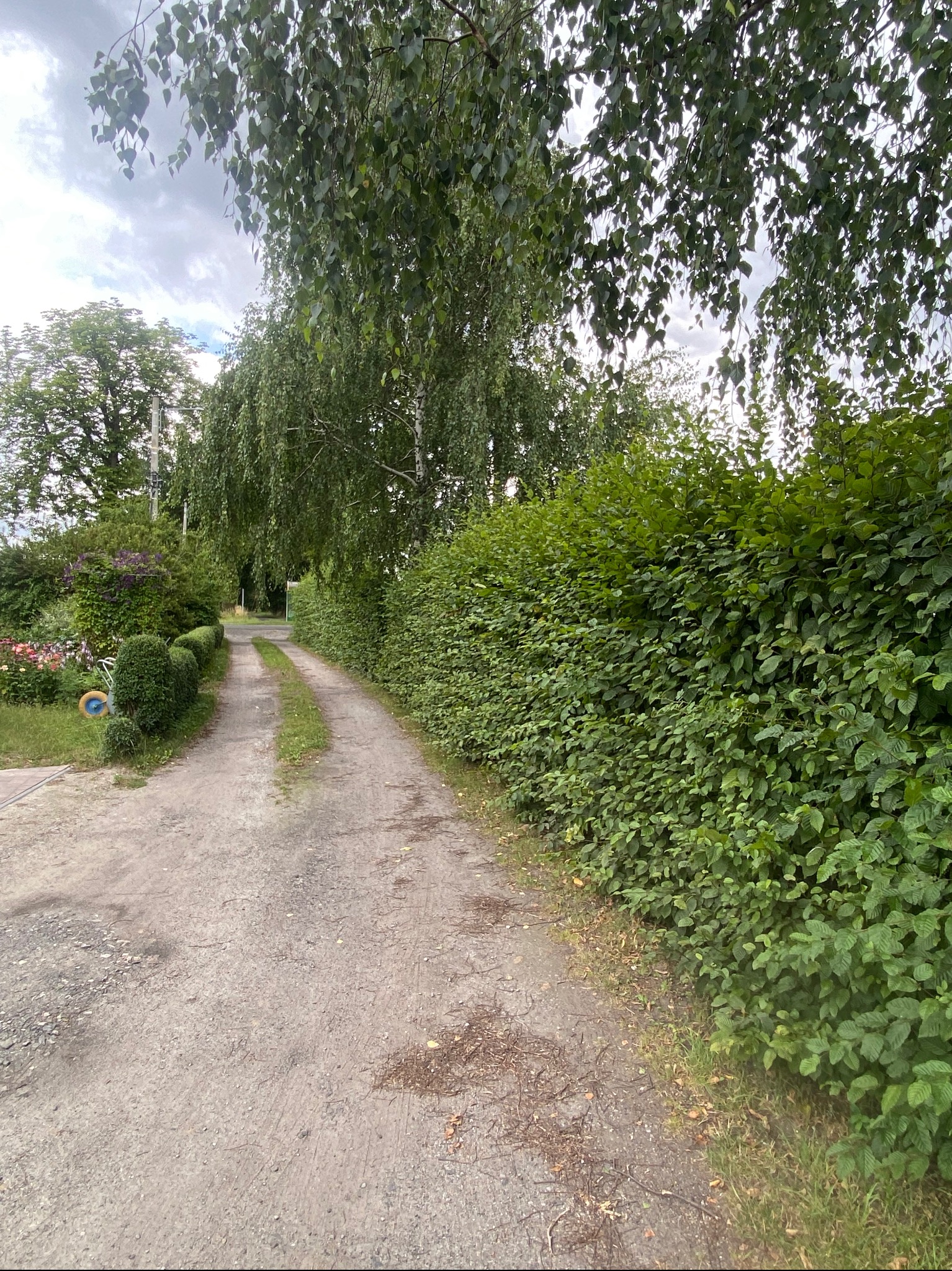 Długa, prosta droga gruntowa prowadzi wzdłuż równo przyciętego, wysokiego żywopłotu. Po lewej stronie widoczne krzewy i drzewa. Pochmurne niebo w tle.