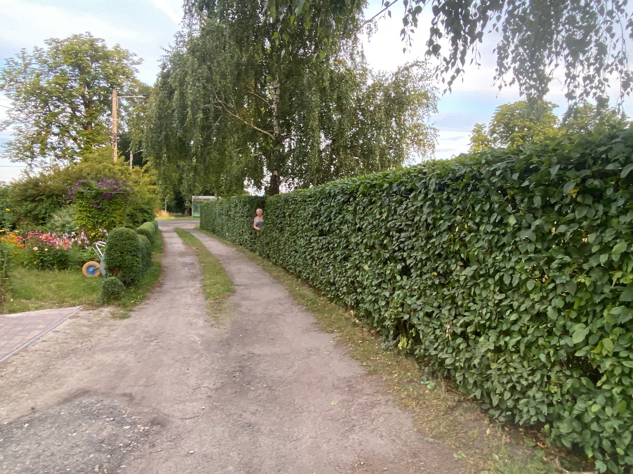 Długa, gęsta, zielona ściana z żywopłotu wzdłuż polnej drogi. Osoba wygląda zza żywopłotu. W tle drzewa i krzewy.