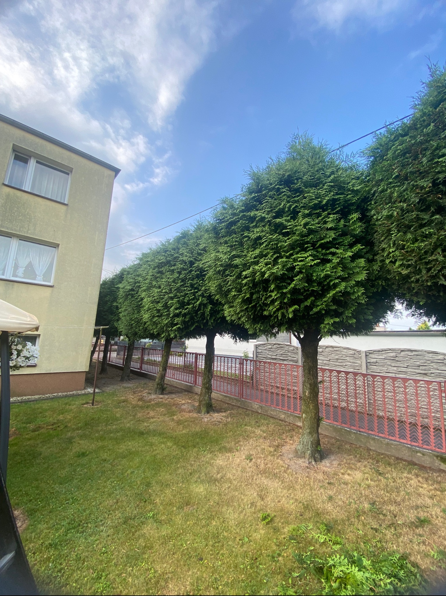 Równomiernie przycięte, zielone tuje wzdłuż czerwonego ogrodzenia, z budynkiem w tle. Trawa częściowo wysuszona, błękitne niebo z chmurami. Widok z perspektywy.