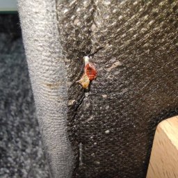 Dezynsekcja i deratyzacja Będzin 1