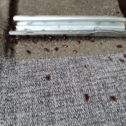 Dezynsekcja i deratyzacja Będzin 3