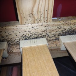 Dezynsekcja i deratyzacja Będzin 4