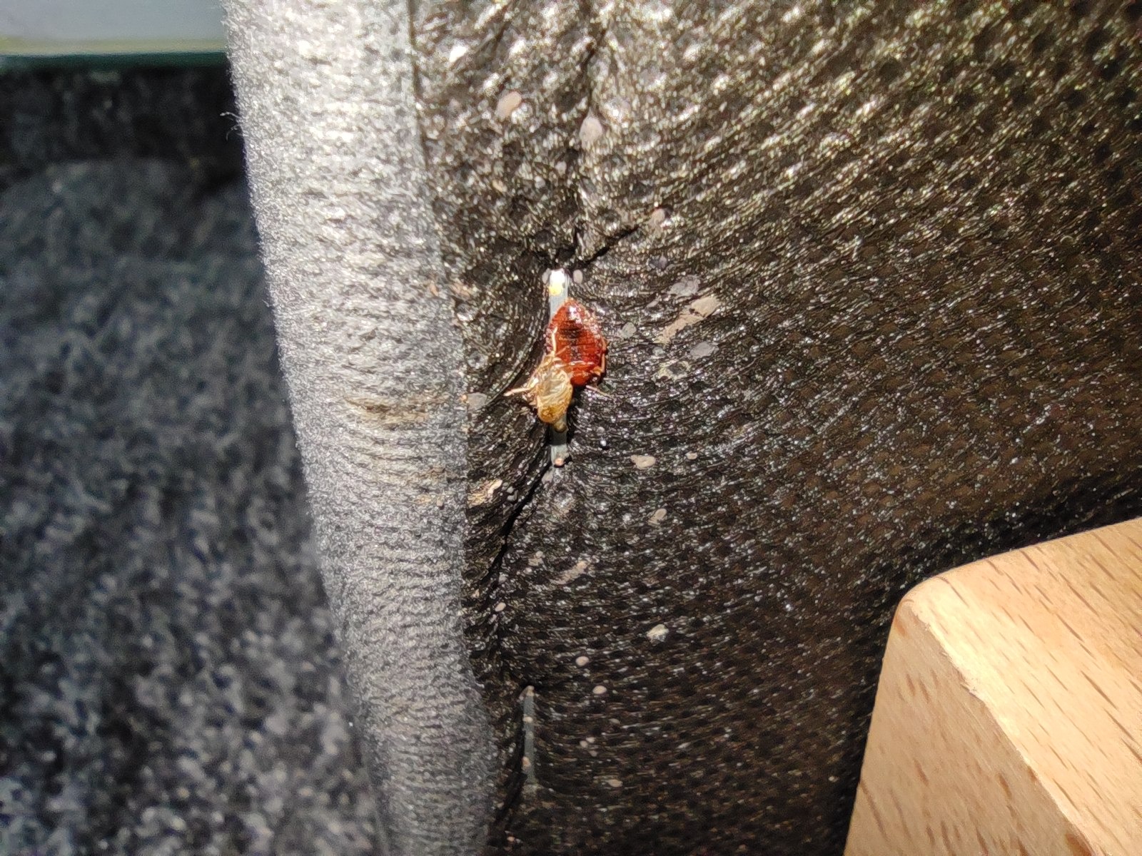 Aplikacja żelu owadobójczego w szczelinie tapicerki meblowej podczas zwalczania insektów. Widoczne pozostałości po żerowaniu szkodników.