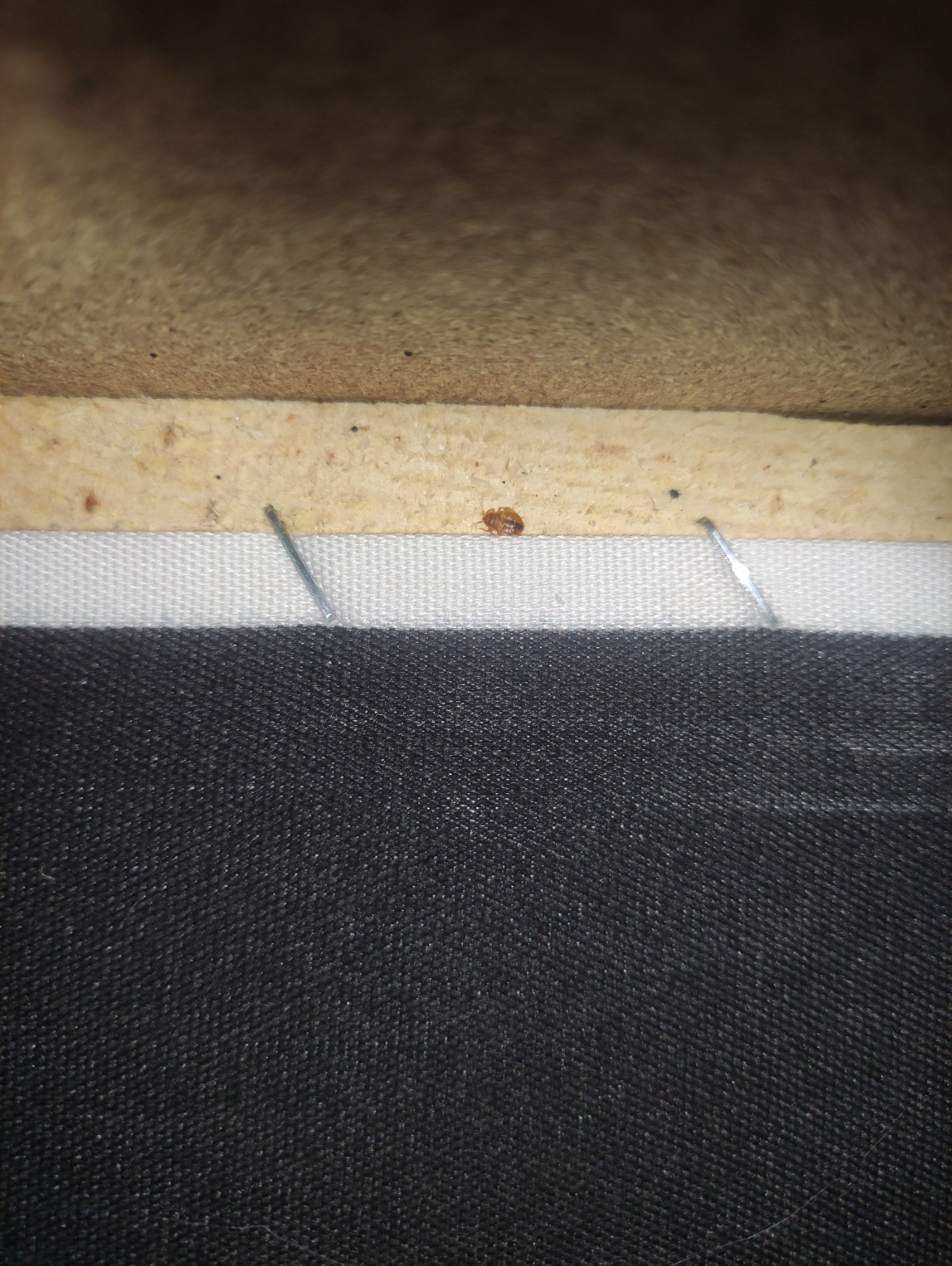 Pluskwa na tapicerce meblowej, widoczne zszywki tapicerskie. Bliskie ujęcie problemu z insektami w domu. Tekstylia w kolorze czarnym i białym.