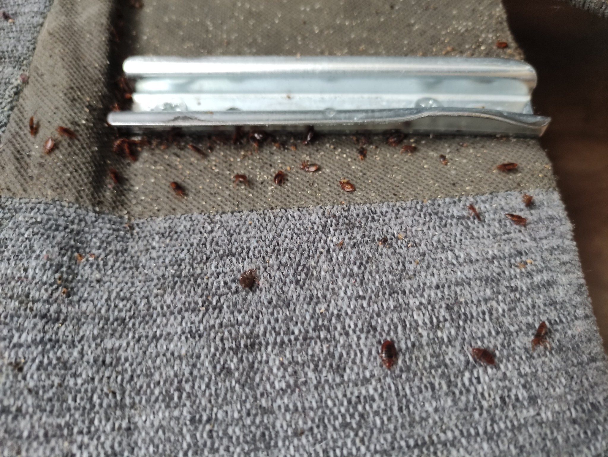 Bliski plan pluskiew na szarym materiale i metalowym elemencie. Widoczne liczne osobniki w różnych stadiach rozwoju. Tekstura materiału jest wyraźnie widoczna.