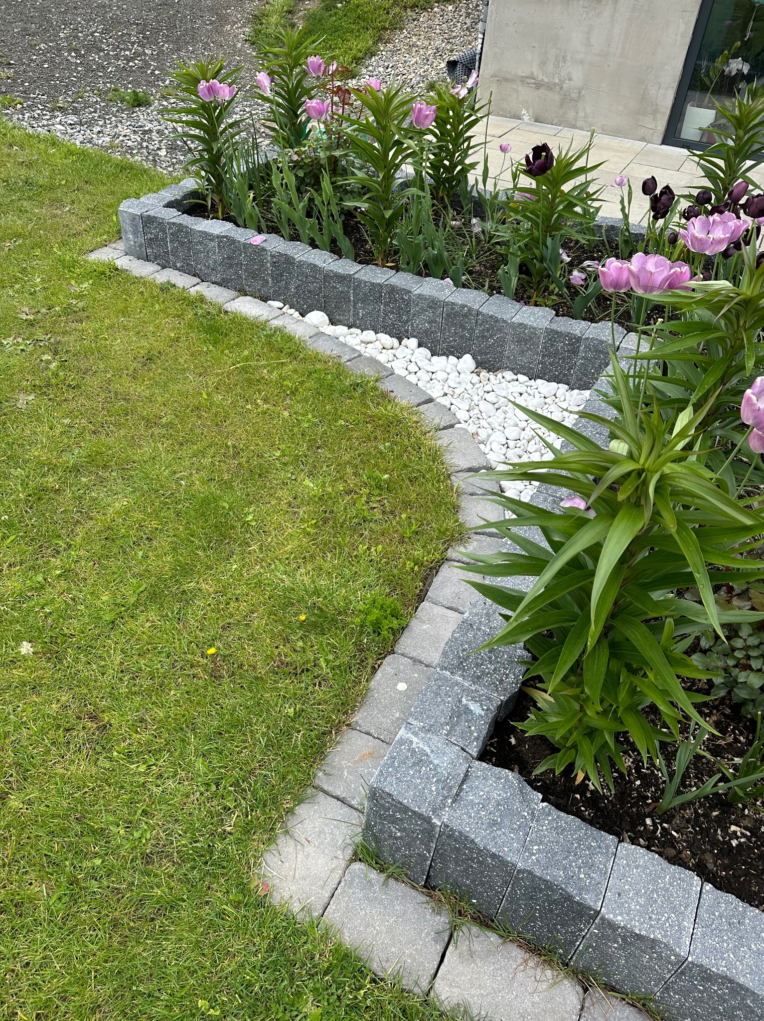 Kaskadowa rabata kwiatowa z obrzeżem z szarej kostki, białymi kamykami i kwitnącymi liliami w odcieniach fioletu i czerni, przylegająca do trawnika.