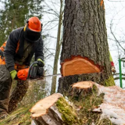 Pracownik w kasku tnie piłą spalinową gruby pień drzewa. Widoczne świeże cięcie z wyraźnymi słojami, wióry i resztki śniegu. Tło stanowią drzewa i fragment ogrodzenia.