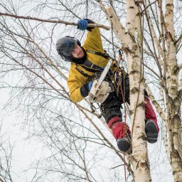 FACHOWIEC PODLASIE - Arborysta w kasku i stroju ochronnym, z piłą łańcuchową, przycina gałęzie brzozy na wysokości. Praca na linie, widok z dołu, zimowa sceneria.