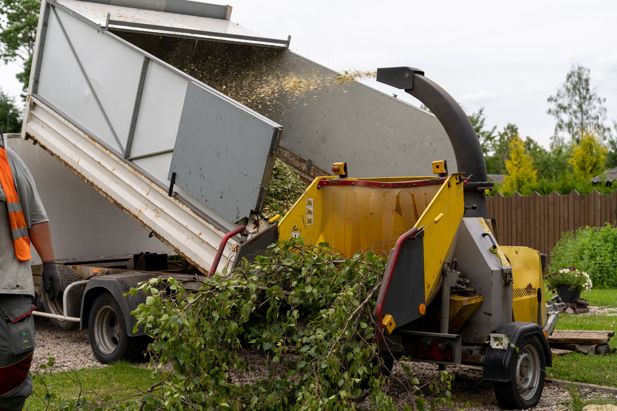 Przemysłowa rębarka do gałęzi w trakcie pracy: gałęzie są wrzucane do maszyny, a z wyrzutni wylatują wióry do skrzyni samochodu ciężarowego.