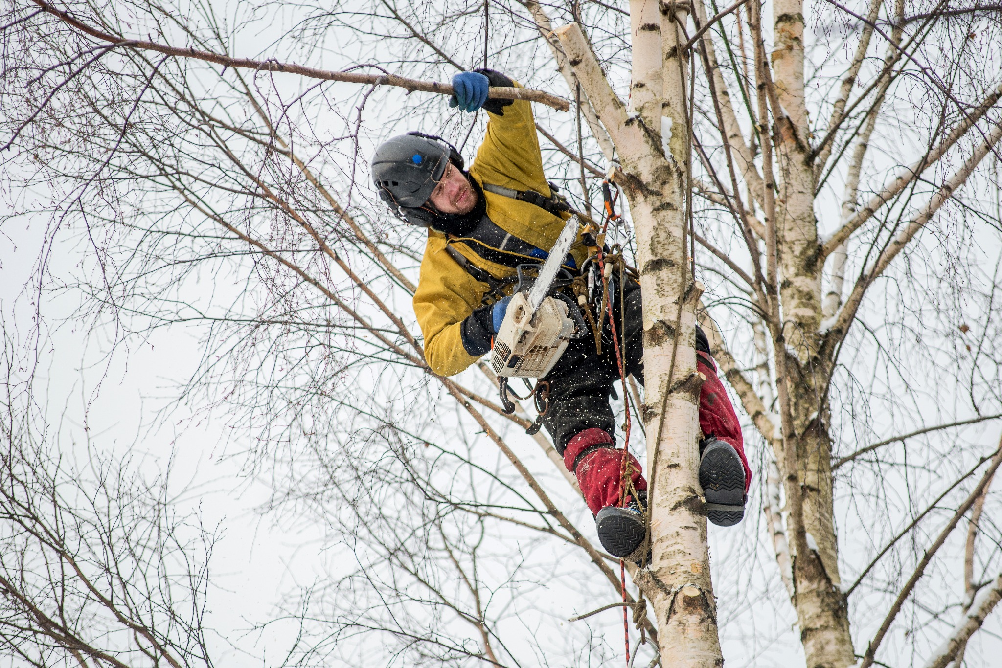 Arborysta w kasku i stroju ochronnym, z piłą łańcuchową, przycina gałęzie brzozy na wysokości. Praca na linie, widok z dołu, zimowa sceneria.