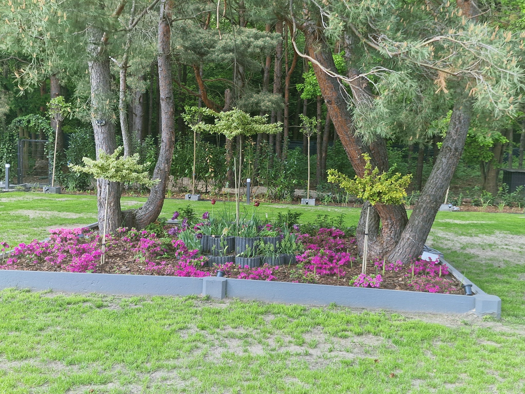 Rabata kwiatowa z różowymi azaliami i tulipanami w betonowej obudowie, otoczona drzewami na trawniku. Widok na zalesiony teren w tle.