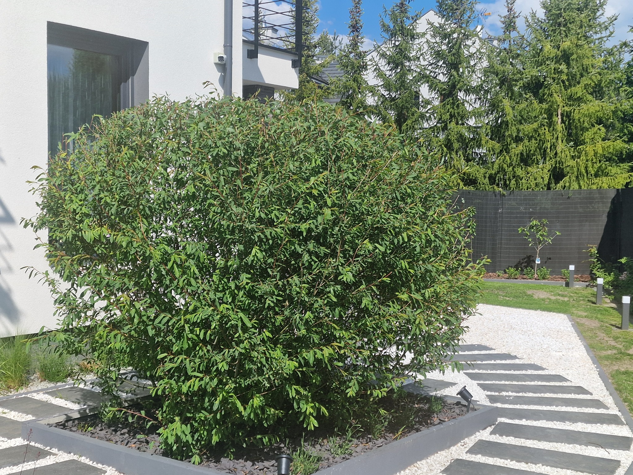 Pielęgnacja drzew i krzewów