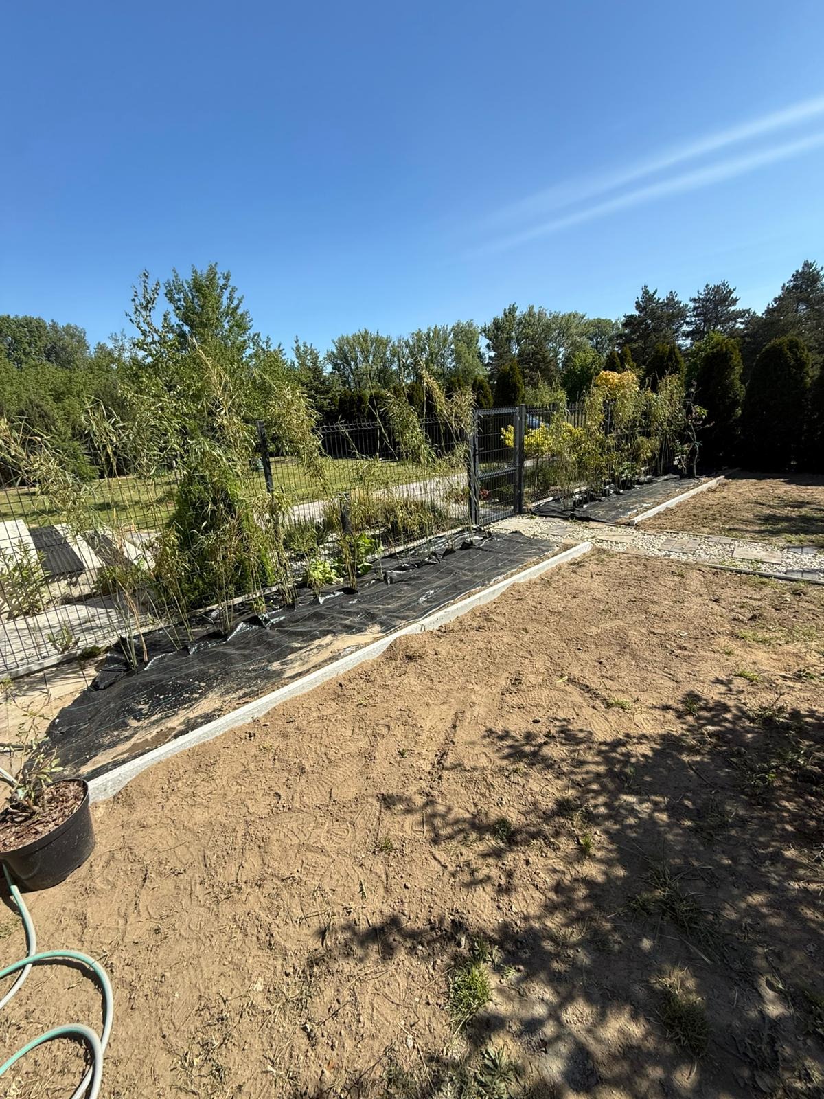 Zasadzanie bambusow wraz z pielegnacja