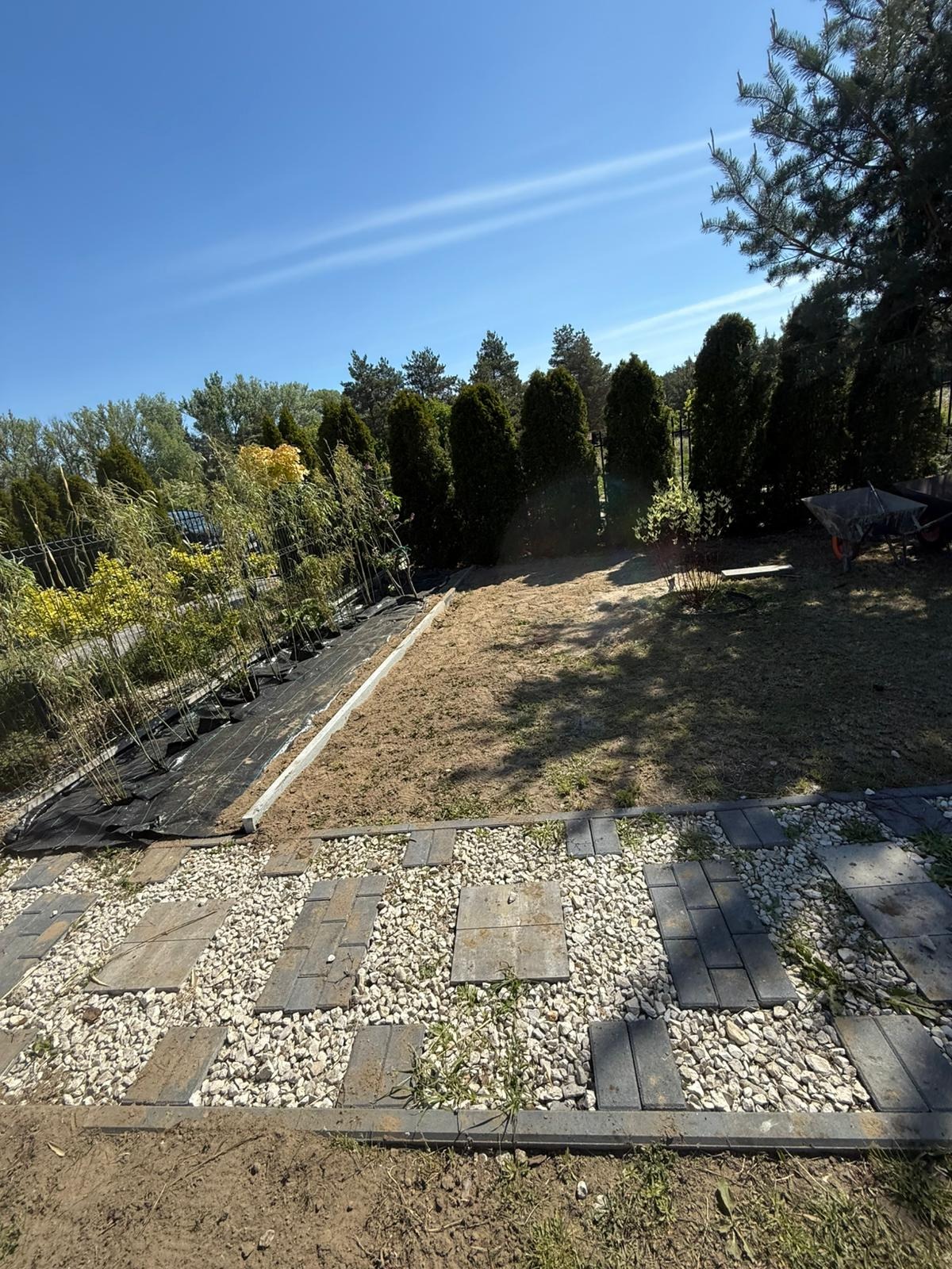 Przygotowany teren pod nasadzenia bambusów, widoczne tuje w tle, obrzeża trawnika z kostki i kamienia. Prace ogrodnicze w słoneczny dzień.