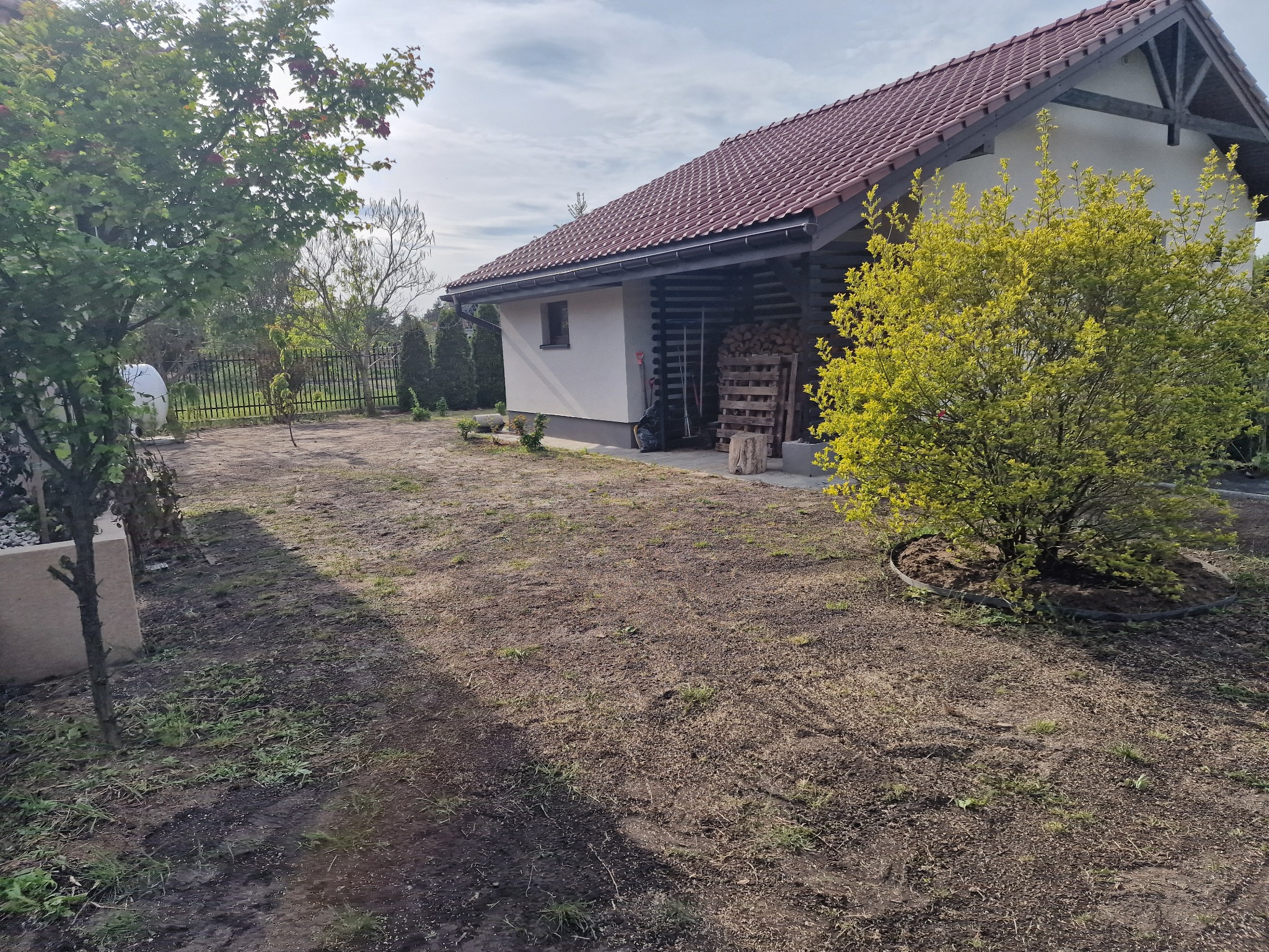 Przygotowany teren pod trawnik z widocznym budynkiem gospodarczym z drewnem i narzędziami ogrodniczymi. Żółty krzew na pierwszym planie.