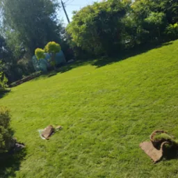 Rozległy trawnik z rolki w słoneczny dzień, częściowo rozłożony. Widoczne kępy trawy i fragment osoby w prawym górnym rogu. Tło stanowią drzewa i krzewy.