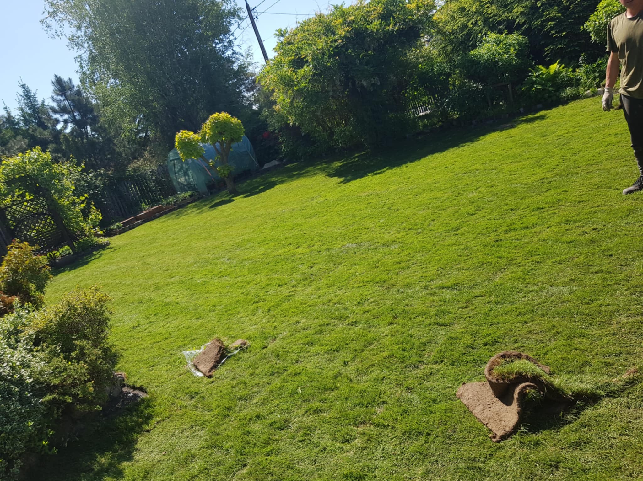 Rozległy trawnik z rolki w słoneczny dzień, częściowo rozłożony. Widoczne kępy trawy i fragment osoby w prawym górnym rogu. Tło stanowią drzewa i krzewy.