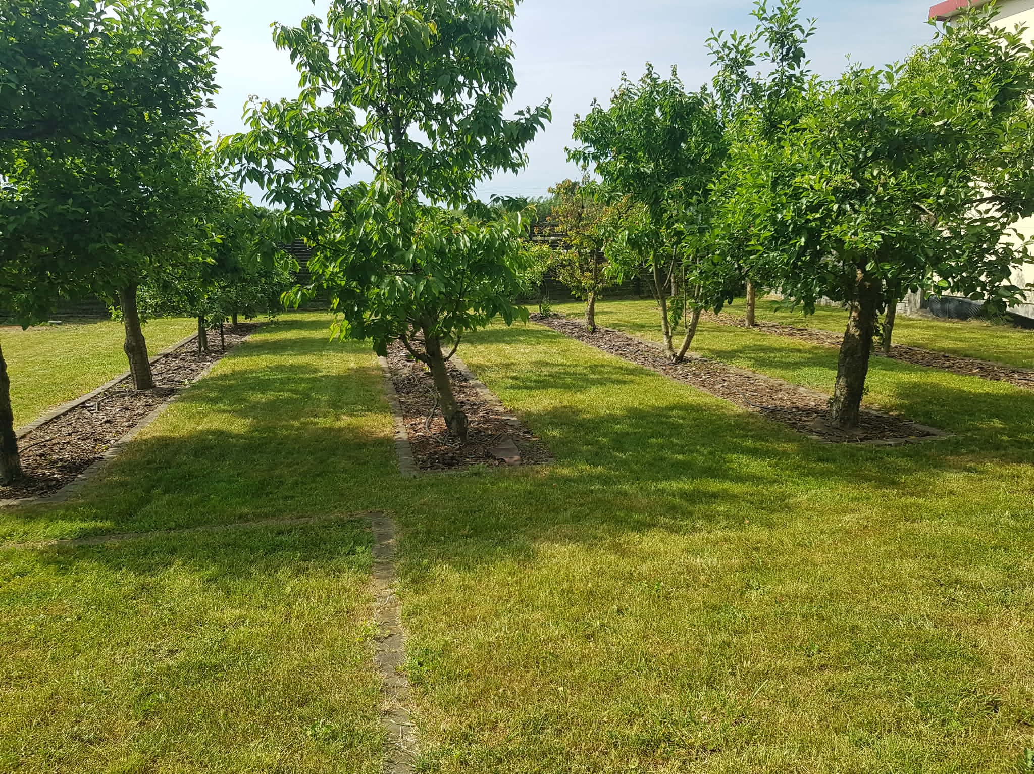 Równy trawnik z rzędem drzew owocowych, wyściółkowane rabaty, kostka oddzielająca trawnik od rabat, słoneczny dzień, zadbany ogród.