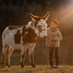 Adrian Ekiert Fotografia - Chłopiec w swetrze trzyma osła za uzdę w ciepłym świetle zachodzącego słońca. Ujęcie z niskiej perspektywy, widoczne trawy i drzewa w tle.