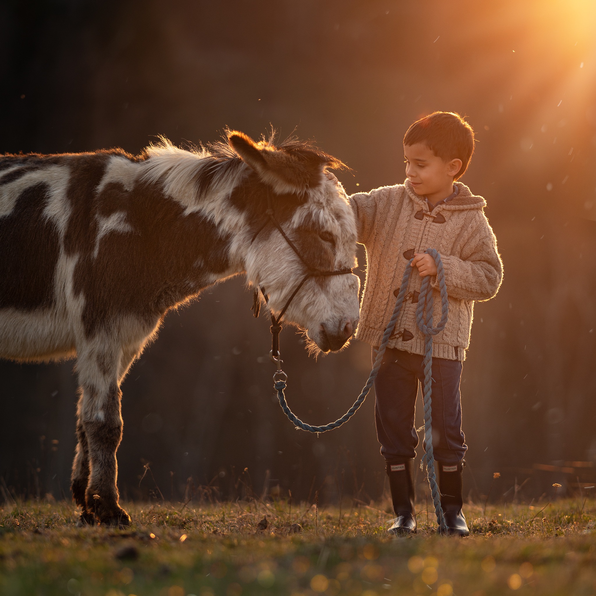 Chłopiec w wełnianym swetrze głaszcze osła na łące w promieniach zachodzącego słońca. Scena uchwycona z niskiego kąta, podkreślająca więź dziecka ze zwierzęciem.