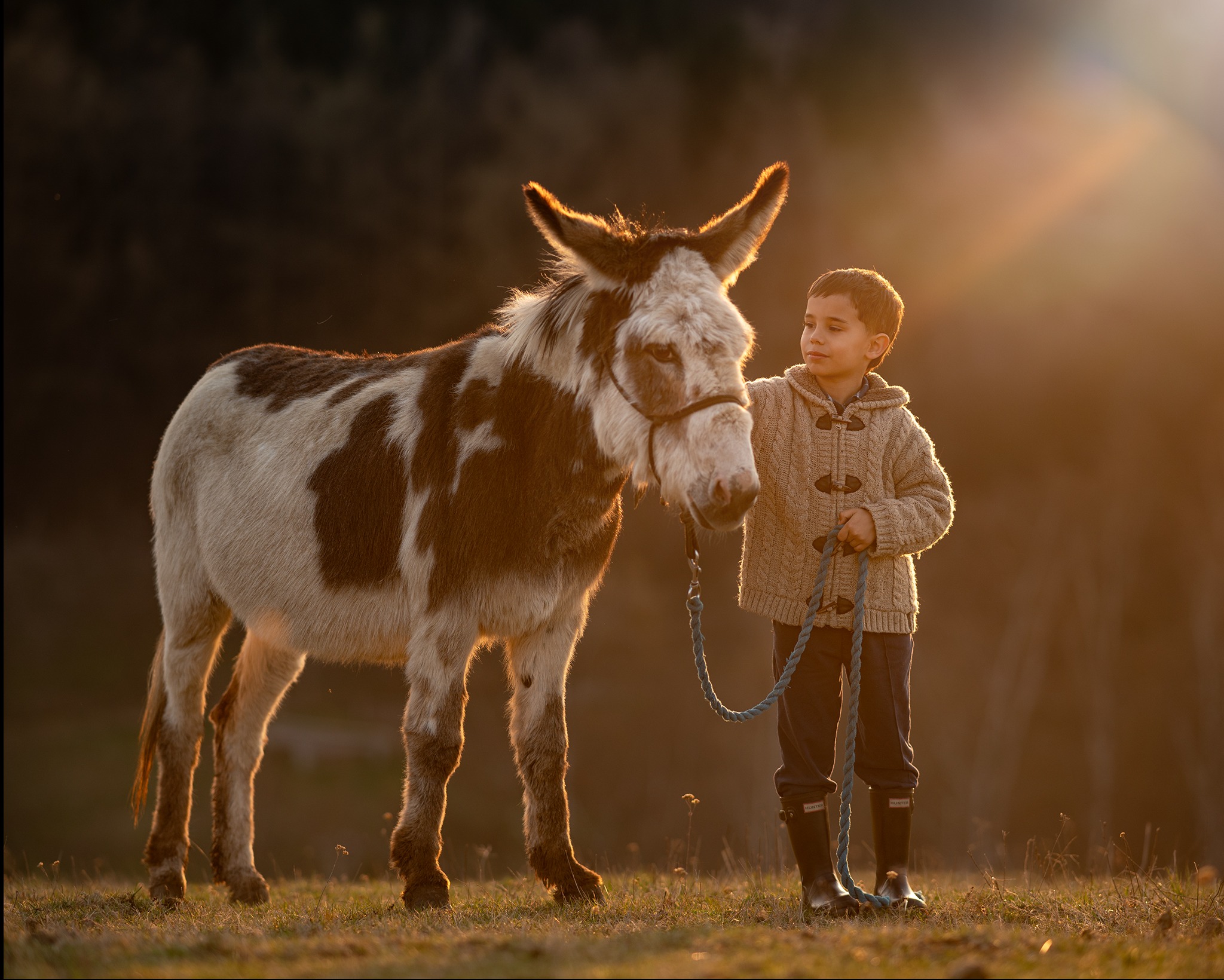 Chłopiec w swetrze trzyma osła za uzdę w ciepłym świetle zachodzącego słońca. Ujęcie z niskiej perspektywy, widoczne trawy i drzewa w tle.