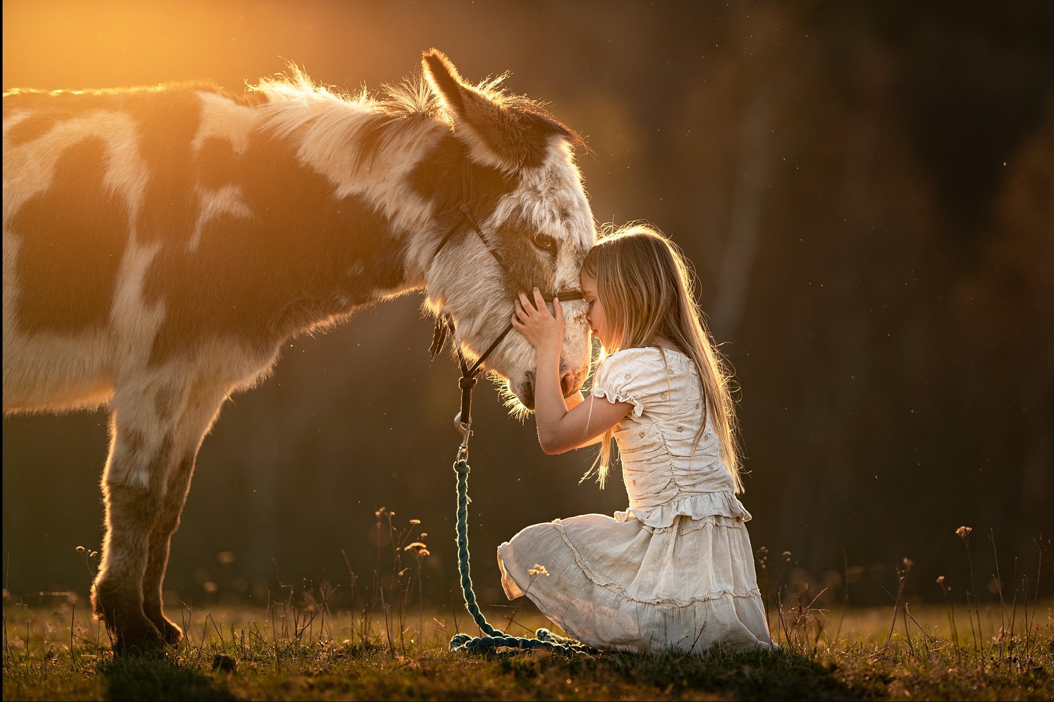 Dziewczynka w białej sukience przytula pyska łaciatego osła na łące w ciepłym świetle zachodzącego słońca. Romantyczna, intymna scena.
