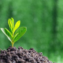 Doradca podatkowy Bydgoszcz 2