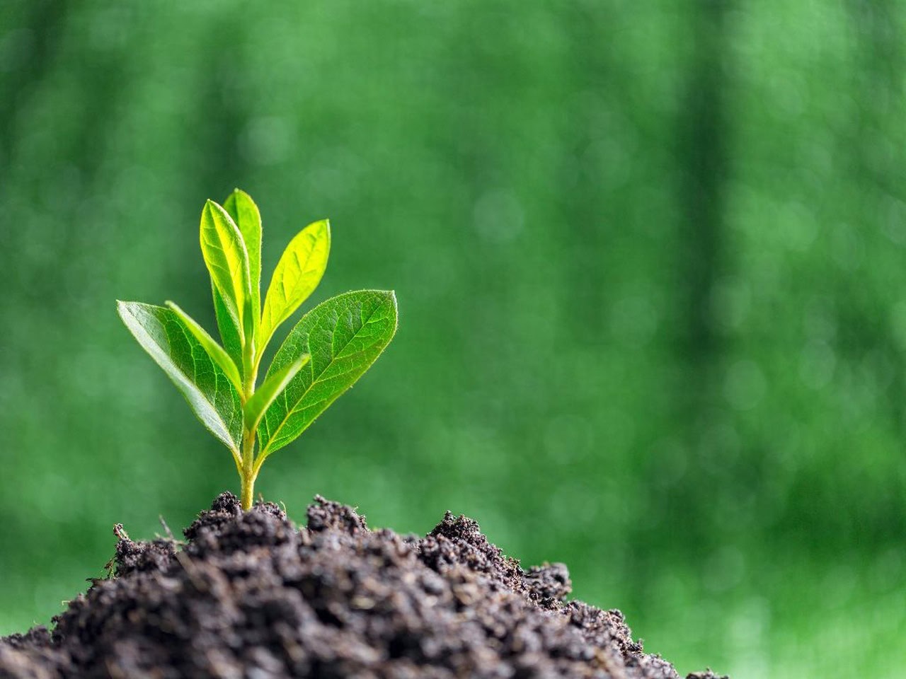 Wschodząca roślina z jaskrawozielonymi liśćmi na tle rozmytym, zielonym tle. Symbol wzrostu i rozwoju, potencjalnie związany z nowymi możliwościami.