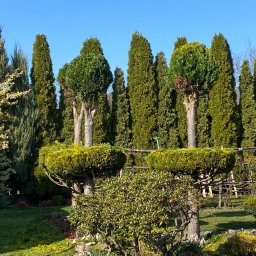 TerraFlo - Ogród z formowanymi drzewami i żywopłotem z tui w słoneczny dzień. Widoczne krzewy ozdobne i trawa. Drzewa formowane w geometryczne kształty.
