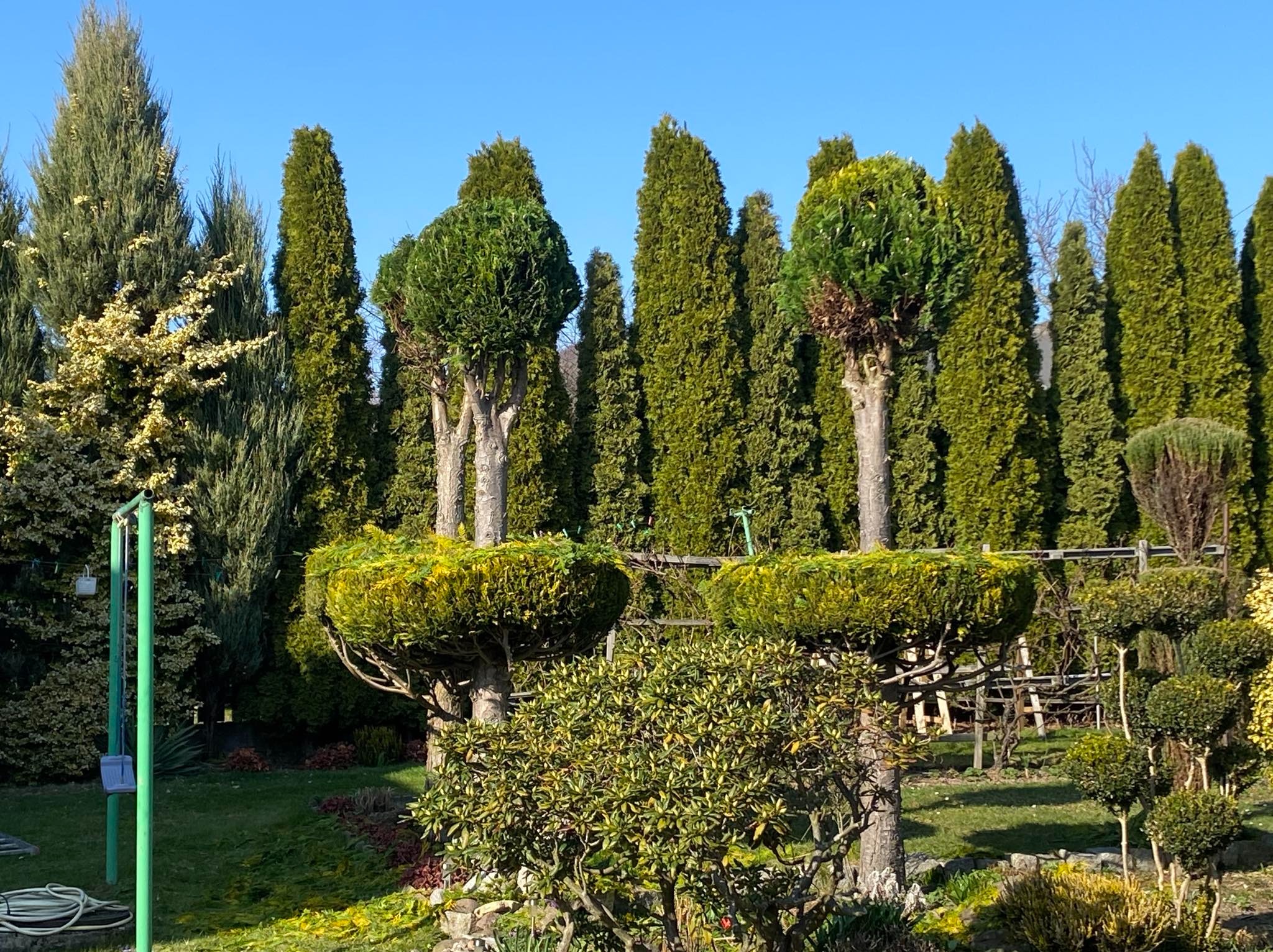 Ogród z formowanymi drzewami i żywopłotem z tui w słoneczny dzień. Widoczne krzewy ozdobne i trawa. Drzewa formowane w geometryczne kształty.