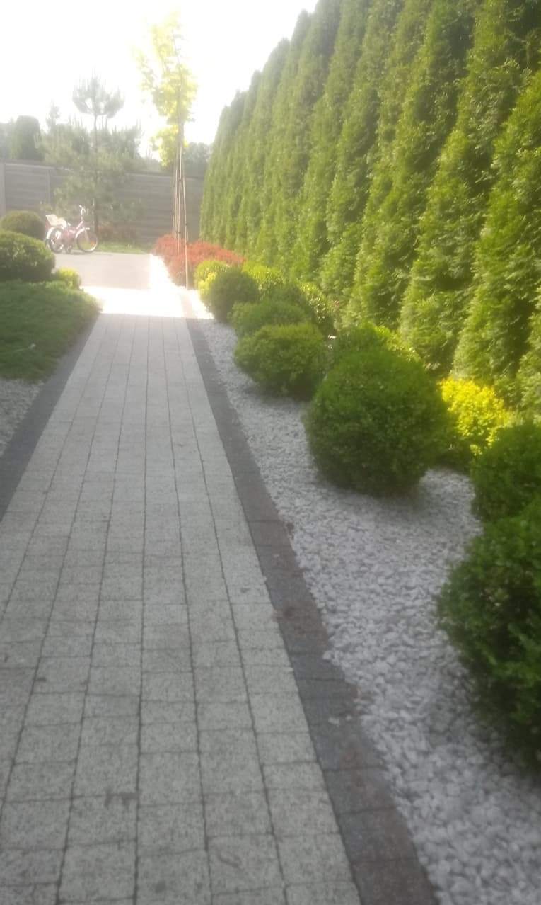 Ogród z ścieżką z kostki, obsadzoną kulistymi krzewami i wysokimi tujami. Dodatkowo widoczne są kolorowe kwiaty i rower w tle. Użyto białego grysu.