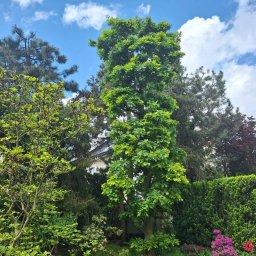 Wycinka drzew Piekut 3