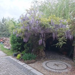 Wycinka drzew Piekut 4