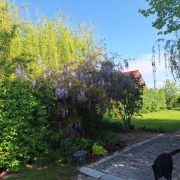 ZK SPÓŁKA Z OGRANICZONĄ ODPOWIEDZIALNOŚCIĄ - Kwitnąca glicynia w ogrodzie z trawnikiem i ścieżką z kostki, w tle czerwony dach domu. U dołu kadru czarny pies.