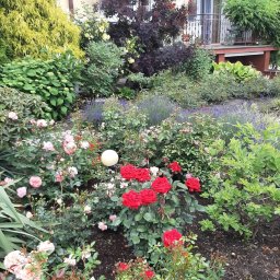 ZK SPÓŁKA Z OGRANICZONĄ ODPOWIEDZIALNOŚCIĄ - Kwitnący ogród przed domem z różami, lawendą i ozdobnymi krzewami. Biała kula dekoracyjna dodaje uroku. Widok na balkon z kwiatami.