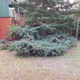 ZK SPÓŁKA Z OGRANICZONĄ ODPOWIEDZIALNOŚCIĄ - Rozłożysty, niski krzew iglasty o niebieskawym odcieniu, z dużym drzewem w tle i fragmentem ceglanego budynku po lewej. Widoczne elementy drewnianego ogrodzenia.