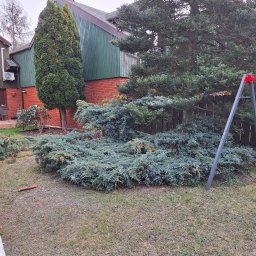 ZK SPÓŁKA Z OGRANICZONĄ ODPOWIEDZIALNOŚCIĄ - Zarośnięty ogród z jałowcem płożącym, tujami i świerkiem na tle domu z cegły i drewnianą elewacją. Fragment huśtawki po prawej. Zaniedbany trawnik.