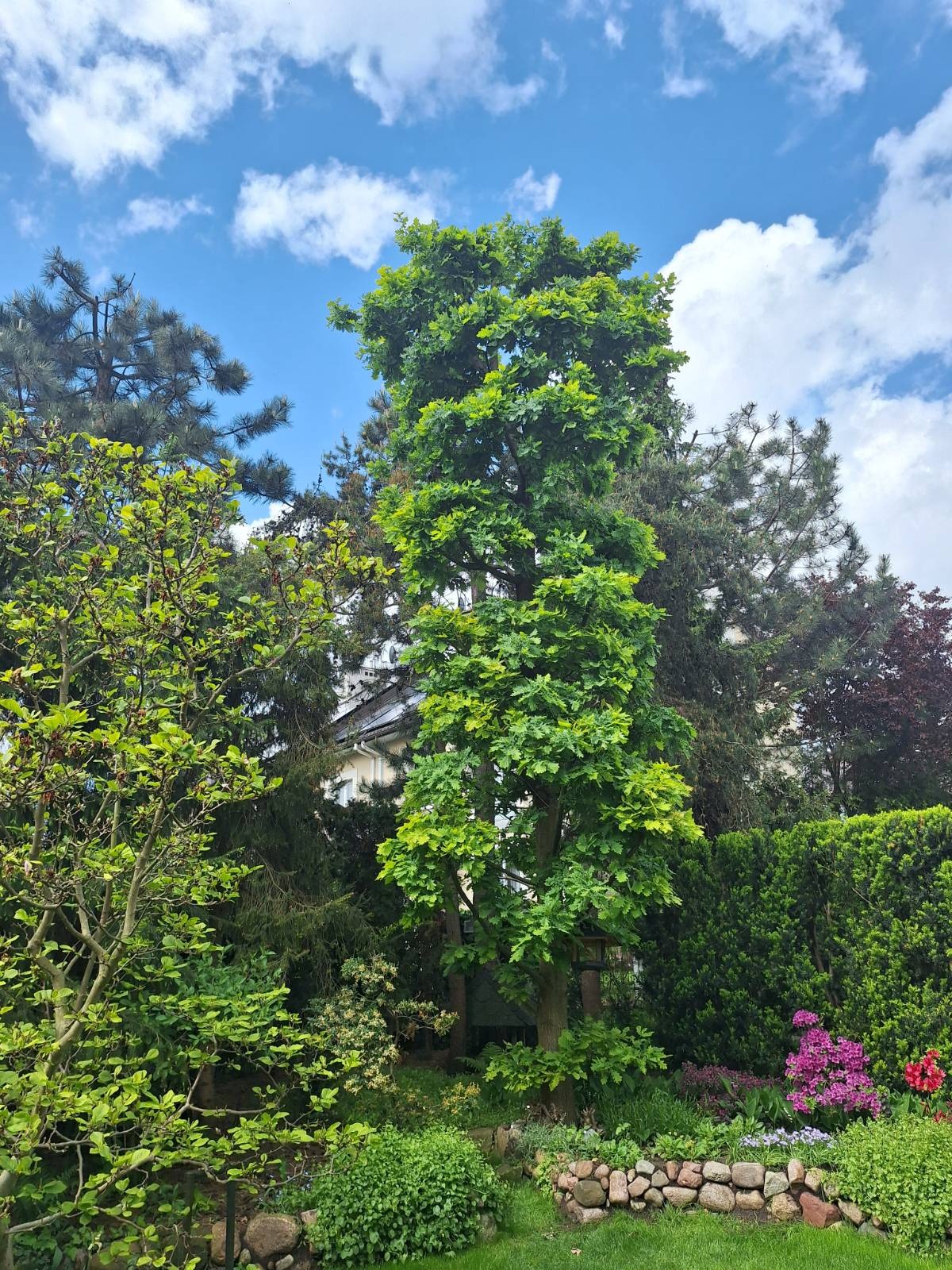 Wysokie drzewo liściaste z gęstą koroną, otoczone różnorodną roślinnością ogrodową i kamiennym murkiem. W tle widoczne inne drzewa iglaste i fragment budynku.
