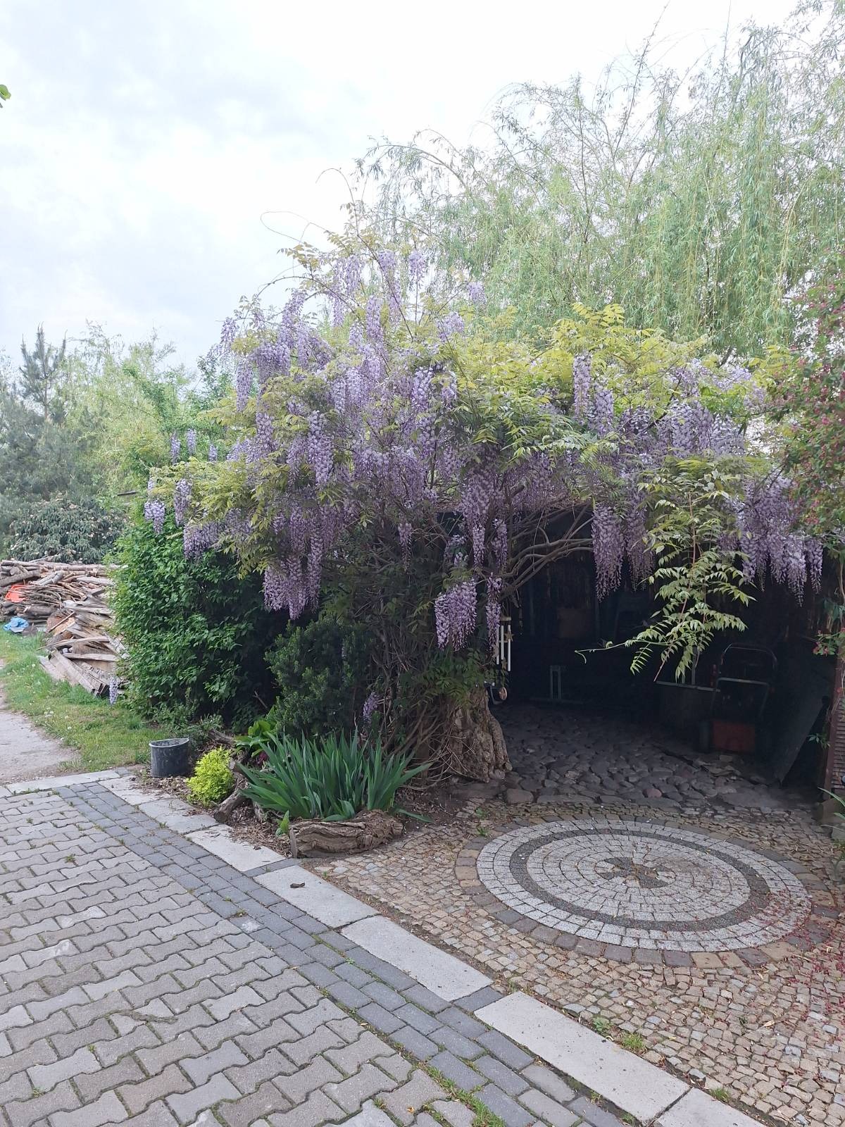 Kwitnąca glicynia pnąca się po drzewie, tworząca naturalny tunel nad wejściem. Dekoracyjny bruk z okrągłym wzorem. W tle sterta drewna i bujna zieleń.