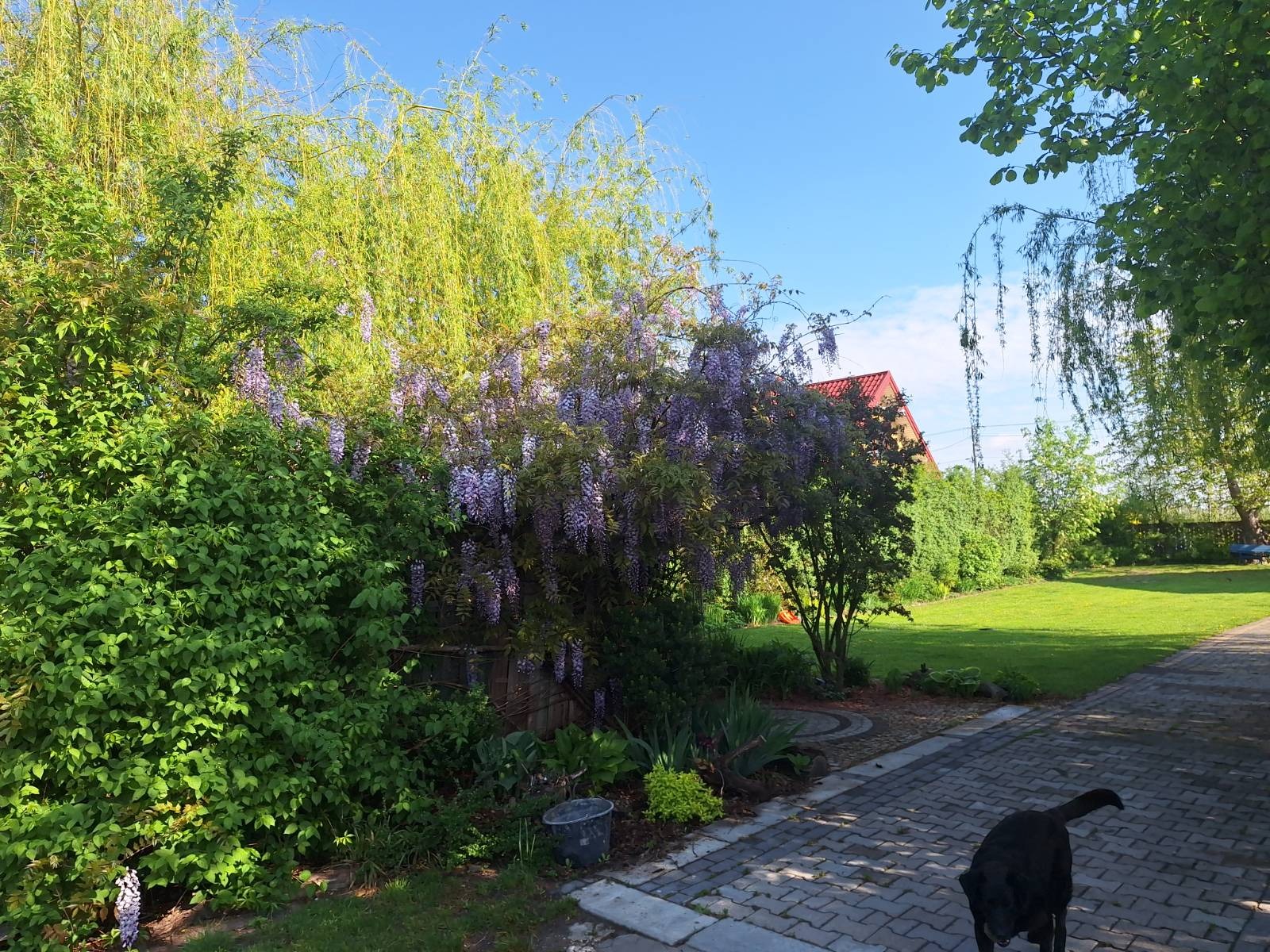 Kwitnąca glicynia w ogrodzie z trawnikiem i ścieżką z kostki, w tle czerwony dach domu. U dołu kadru czarny pies.