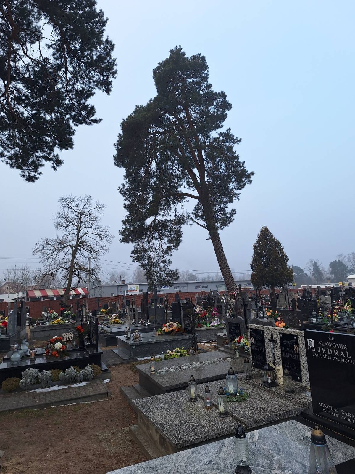 Pochyła sosna na cmentarzu, nagrobki z kwiatami i zniczami w pochmurny dzień. W tle budynki i drzewa bez liści. Specyficzny kąt nachylenia drzewa.