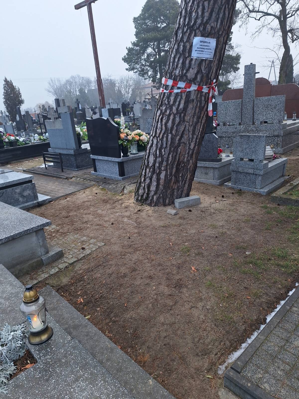 Pochyłe drzewo na cmentarzu, owinięte taśmą ostrzegawczą, z ogłoszeniem. W tle nagrobki i krzyż. Przygotowanie do wycinki?
