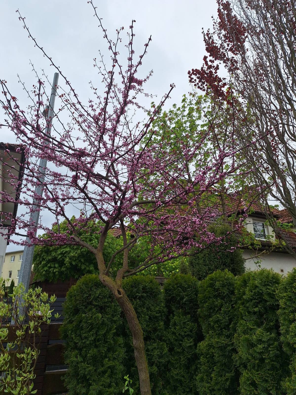 Kwitnące drzewo Judaszowiec na tle zielonych tuj i domu z czerwoną dachówką. Widoczne gałęzie innych drzew. Pochmurne niebo.