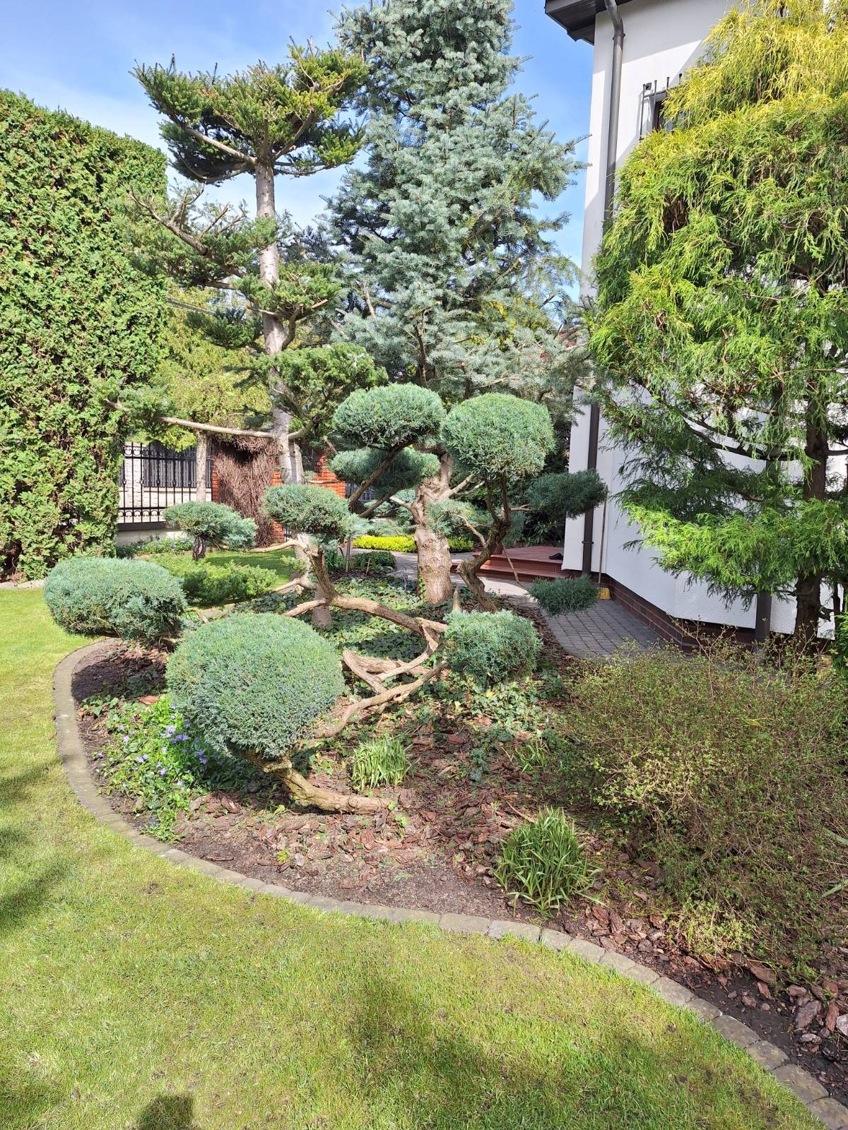 Ogród z formowanymi krzewami i drzewami, kora rozsypana na rabatach, trawnik przy obrzeżu. Widok na dom z jasną elewacją i zielenią w tle.