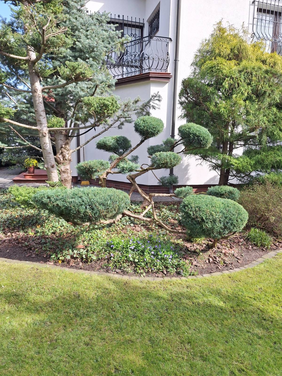 Ogród z formowanymi krzewami i drzewami iglastymi przy białym domu z balkonem. Dekoracyjne nasadzenia z korą i kamieniami. Estetyczny projekt ogrodu.