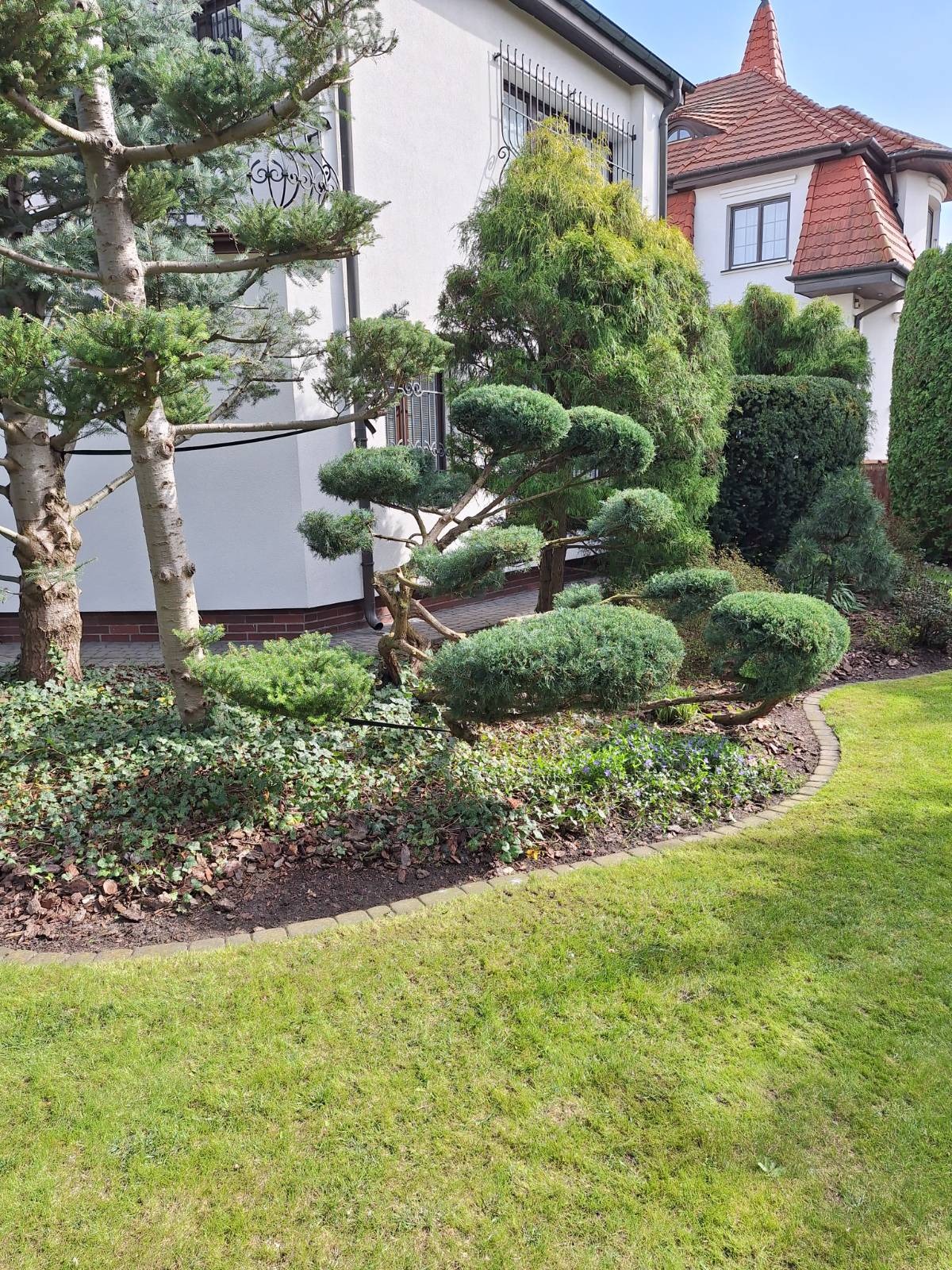 Ogród z formowanymi drzewami i krzewami iglastymi, obrzeże z kostki brukowej, trawnik. Widok na biały dom z czerwoną dachówką w tle.